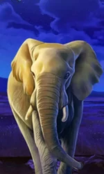 African Elephant